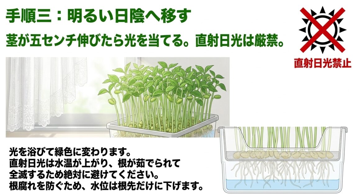 直射日光を避け、明るい日陰で緑化させるタイミング