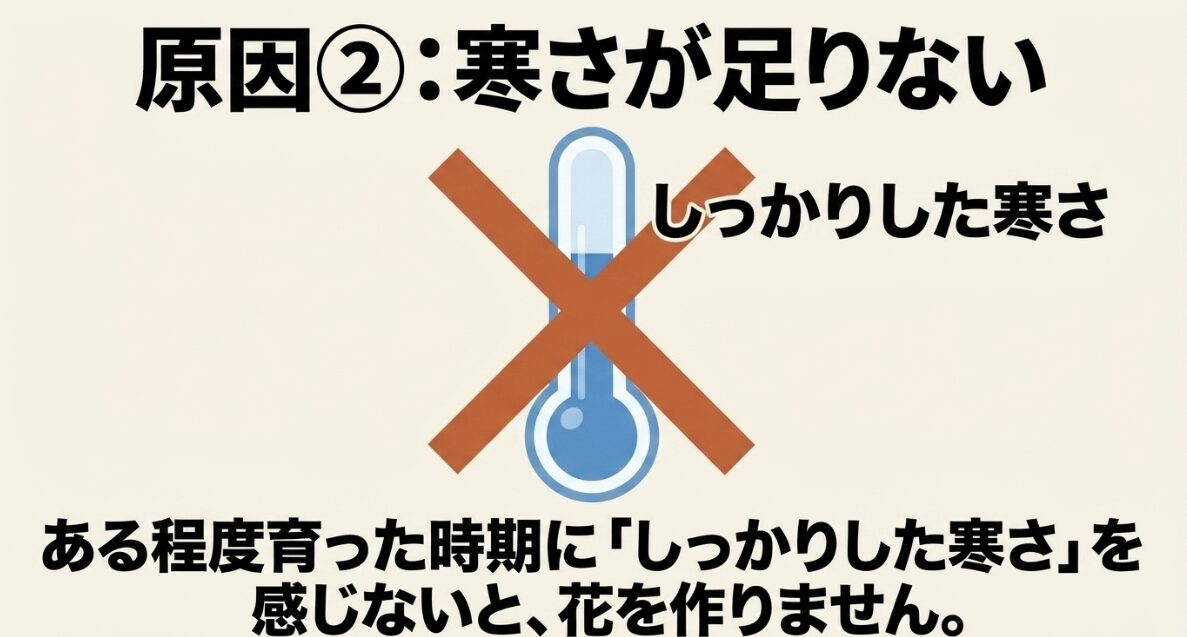 ブロッコリーの花蕾形成と温度の関係 原因2:ブロッコリーの花芽形成にはしっかりした寒さが必要