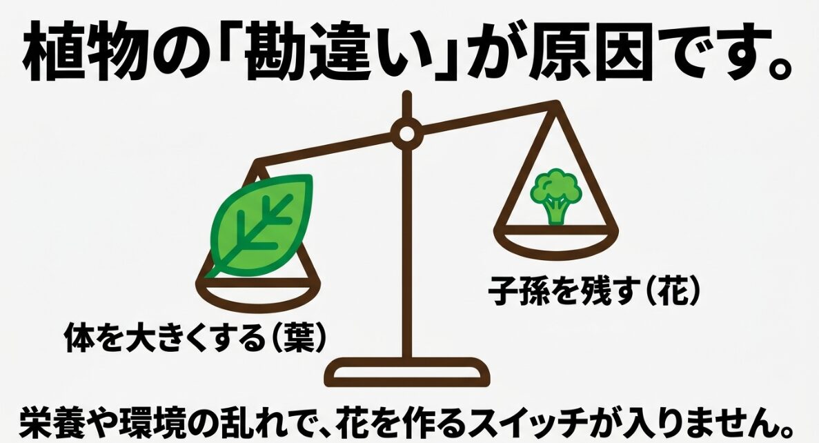 栄養生長と生殖生長の切り替わり失敗のメカニズム ブロッコリーの葉だけが育つのは植物の勘違いが原因