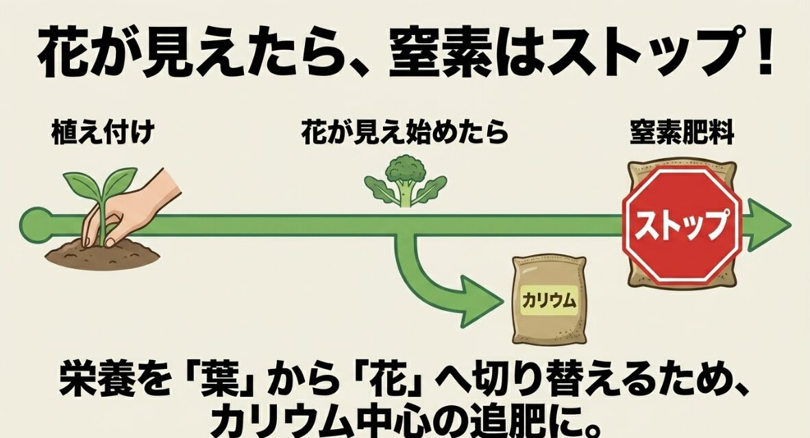 花蕾形成期の肥料バランスの切り替え ブロッコリーの花が見え始めたら窒素肥料をストップしカリウムへ切り替え