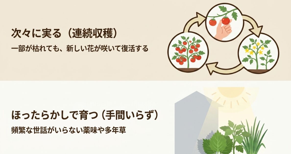 次々に実る連続収穫型野菜と、ほったらかしでも育つローメンテナンスな薬味や多年草