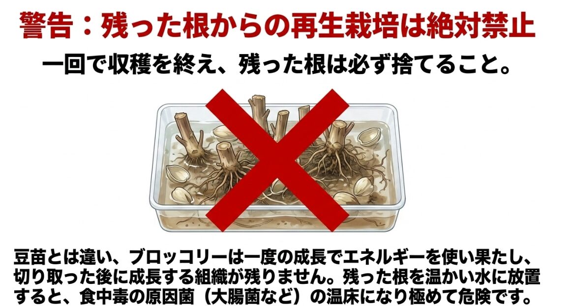 ブロッコリースプラウトの残った根からの再生栽培（リボベジ）は食中毒の危険があるため絶対禁止