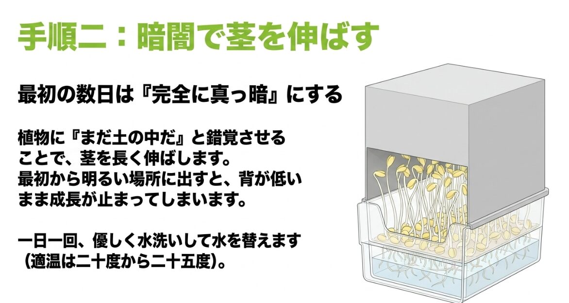 発芽後数日は容器を覆って暗所管理し、茎を徒長させるプロセス