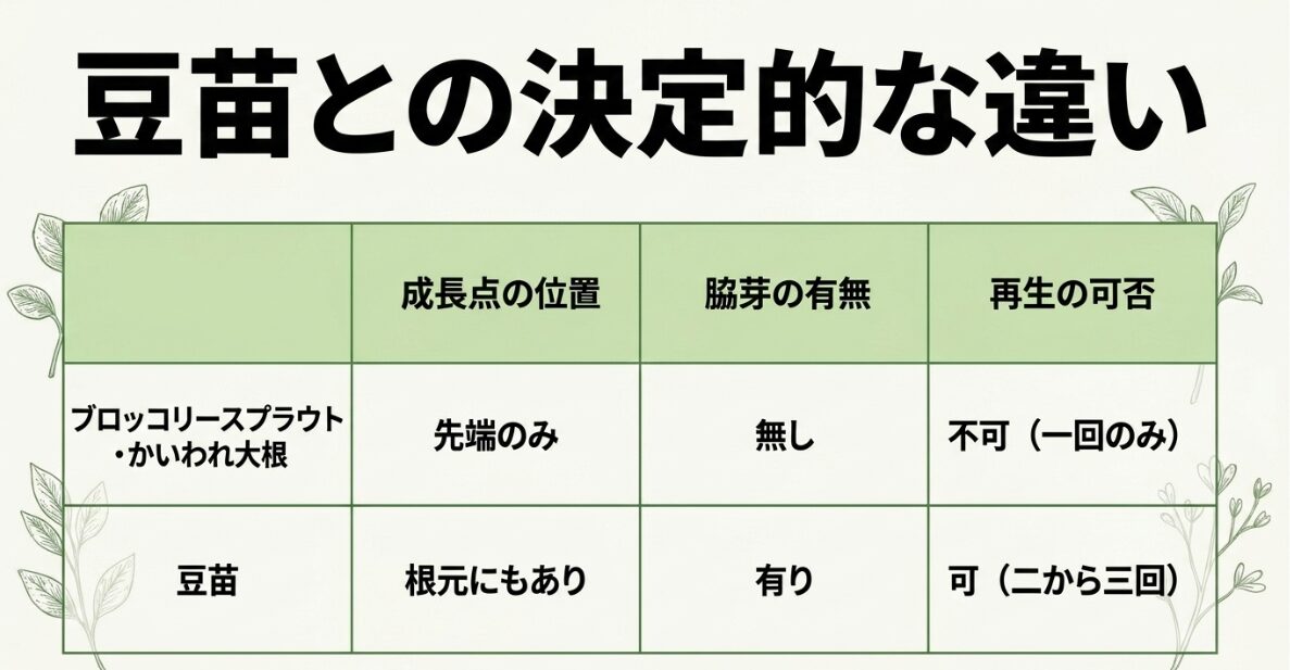 ブロッコリースプラウトと豆苗・かいわれ大根の構造的な違い（成長点と脇芽の比較表）
