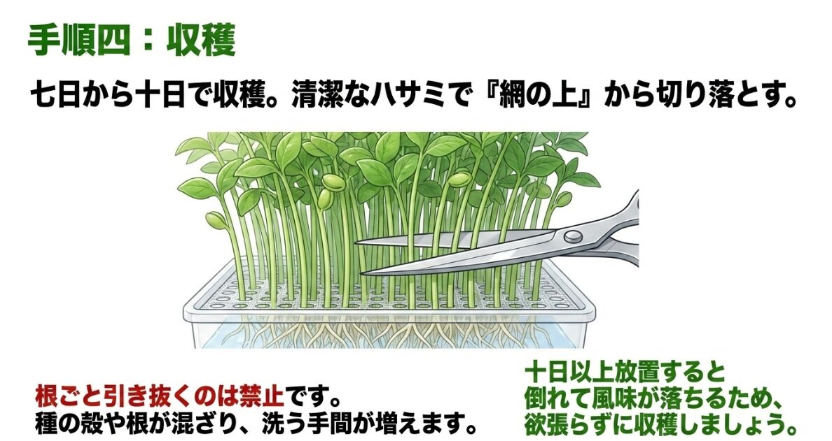 清潔なハサミを使用して網目の上で根元からカットする収穫方法