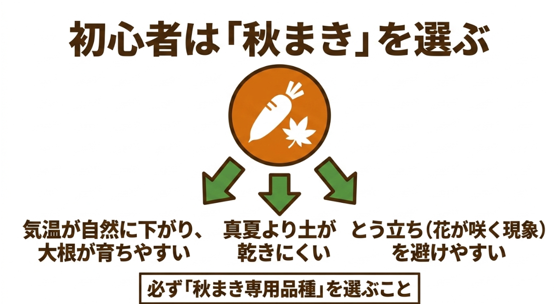 大根栽培の初心者はとう立ちしにくく育てやすい秋まき専用品種を選ぶ