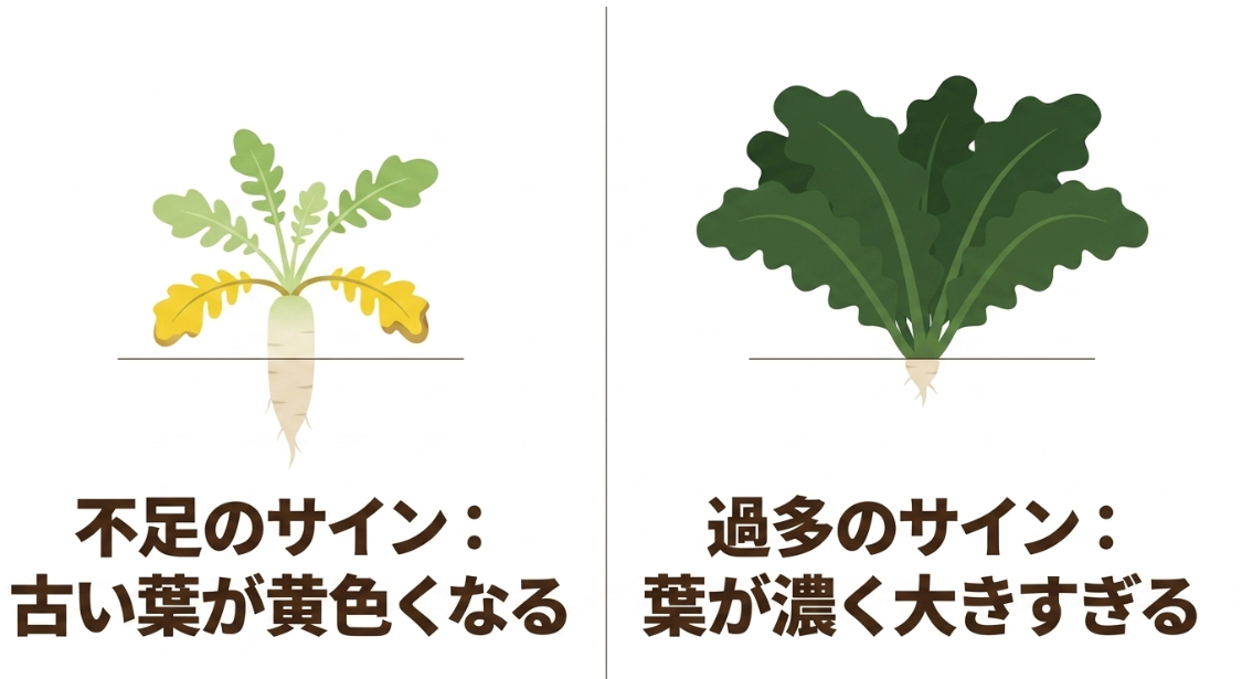 大根の肥料不足では古い葉が黄色くなり肥料過多では葉が濃く大きくなる症状の比較図