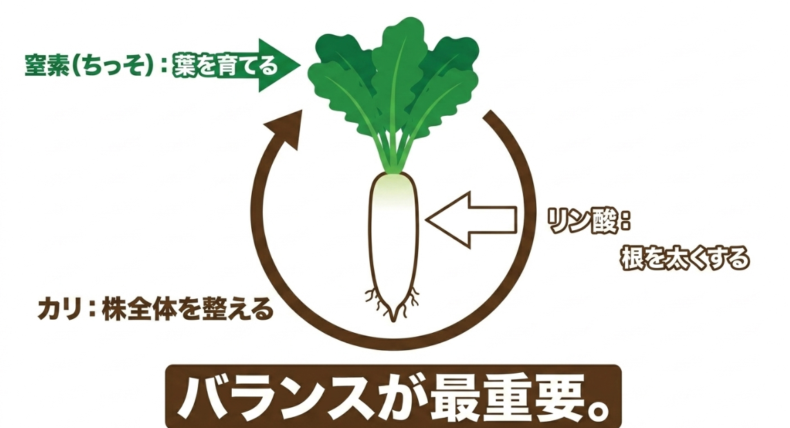 大根に必要な窒素リン酸カリの役割と肥料バランスを示した図