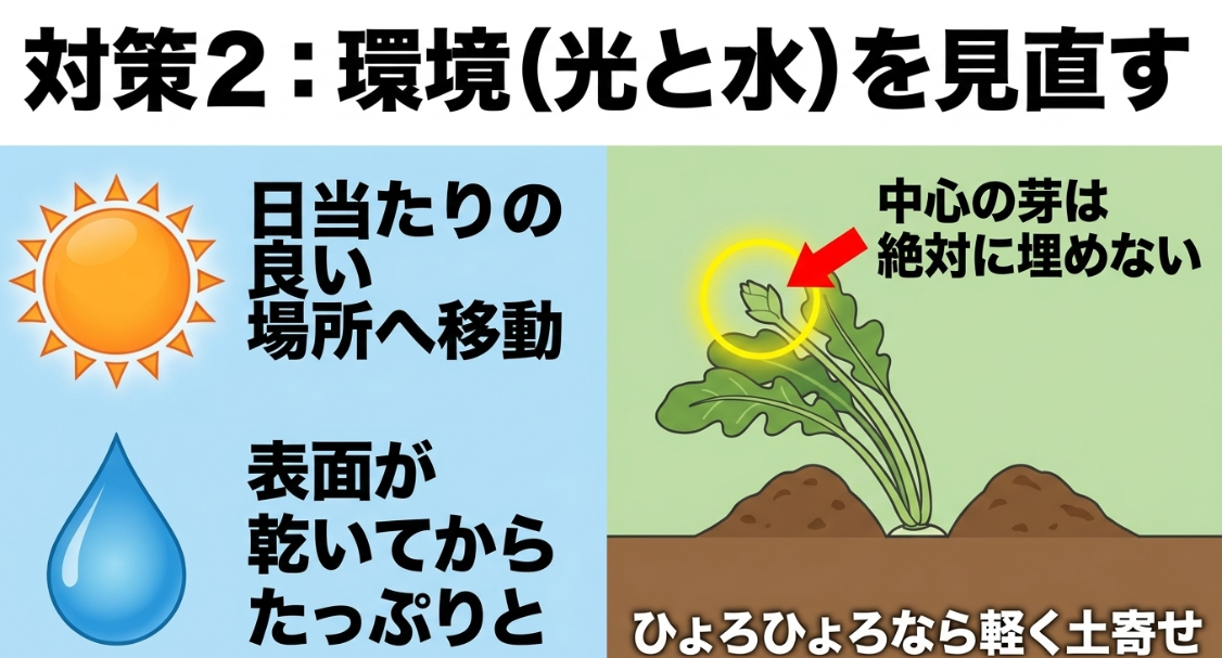 徒長した大根は日当たりを改善し土が乾いてから水やりし生長点を埋めずに土寄せする