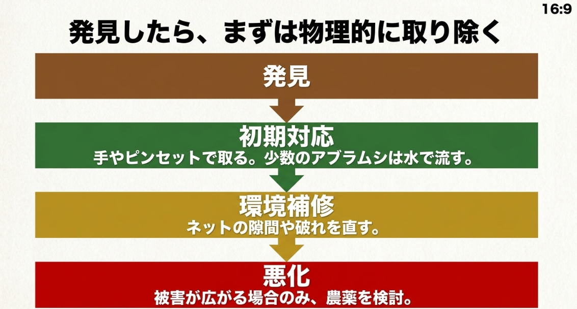 大根の害虫を発見してから手やピンセットで除去し防虫ネットを補修して必要な場合だけ農薬を検討する手順