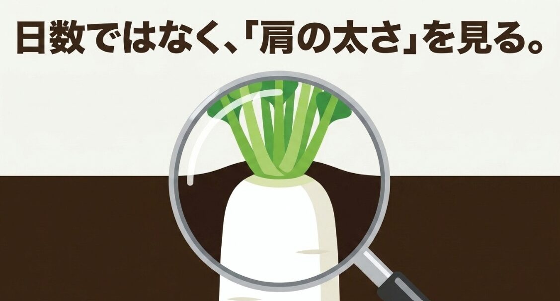 土から見える大根の肩の太さを確認して収穫時期を判断する方法