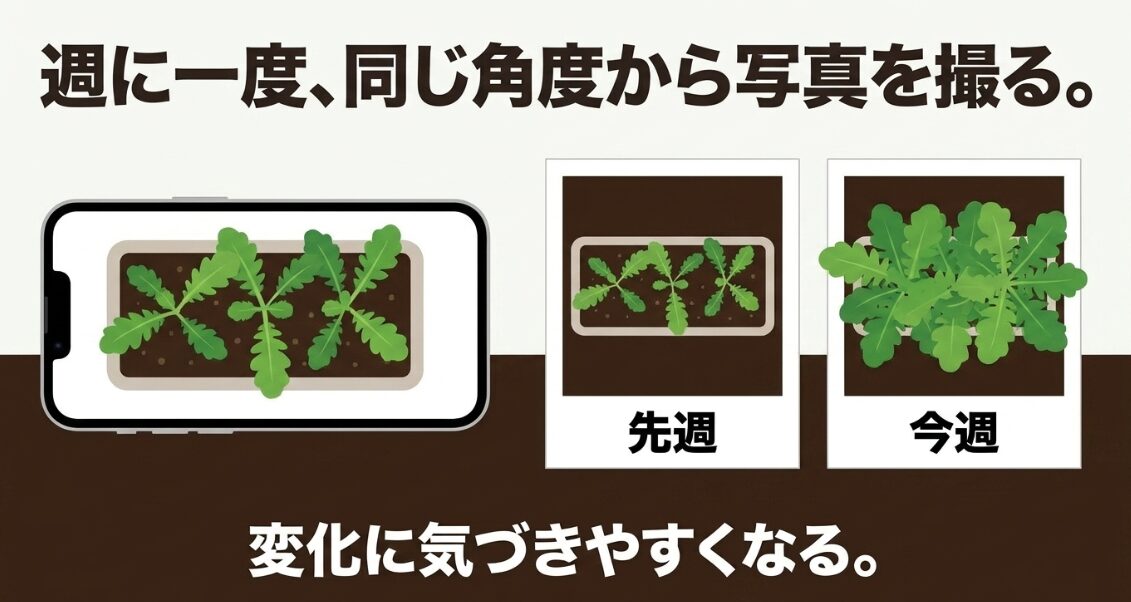 プランターの大根を毎週同じ角度から撮影して先週と今週の成長を比較する方法