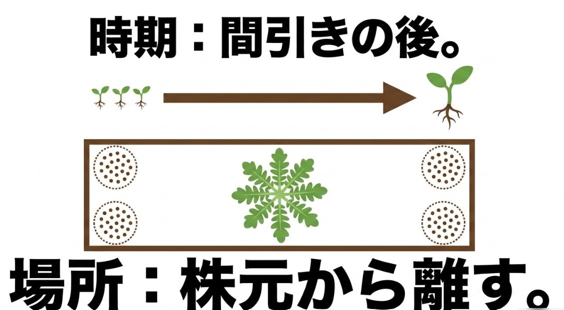 大根の追肥時期は間引き後で肥料を株元から離して与えることを示した図