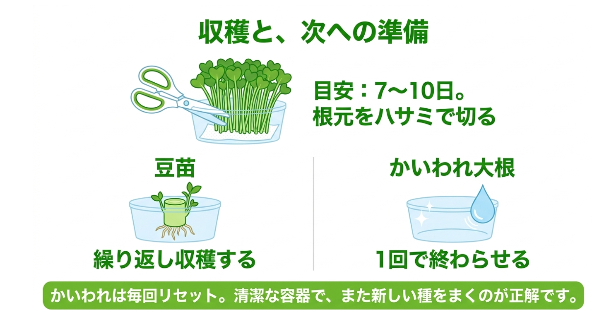 かいわれ大根を7日から10日ほどで根元から収穫し再生させず新しい種から育て直す流れ