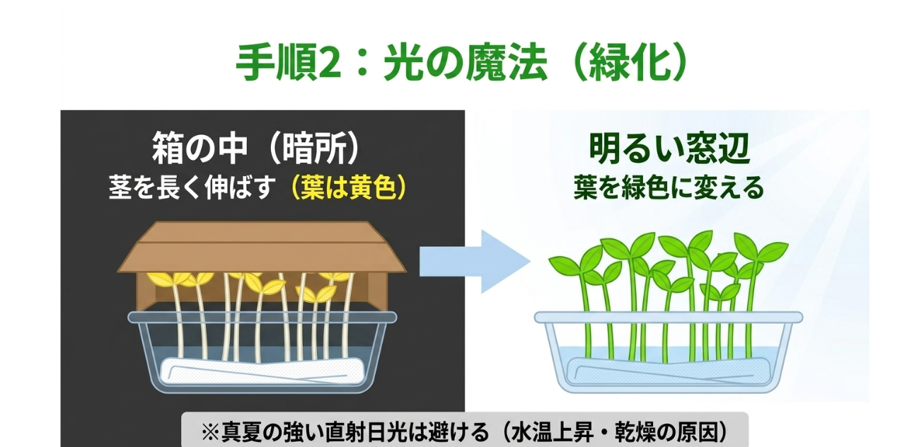 かいわれ大根を暗所で茎を伸ばしてから明るい窓辺へ移し葉を緑化する流れ