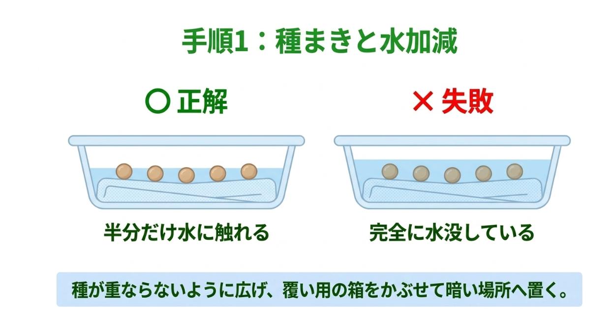 かいわれ大根の種は半分ほど水に触れる状態にし完全に水没させない水耕栽培の水加減
