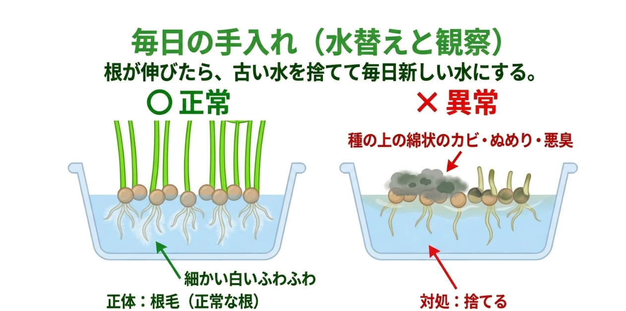かいわれ大根の正常な白い根毛とカビやぬめり悪臭が出た異常な状態の見分け方
