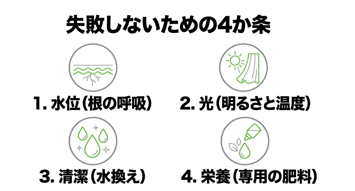 三つ葉の水耕栽培で失敗しないための水位、光、清潔、水換え、肥料の4つのポイント