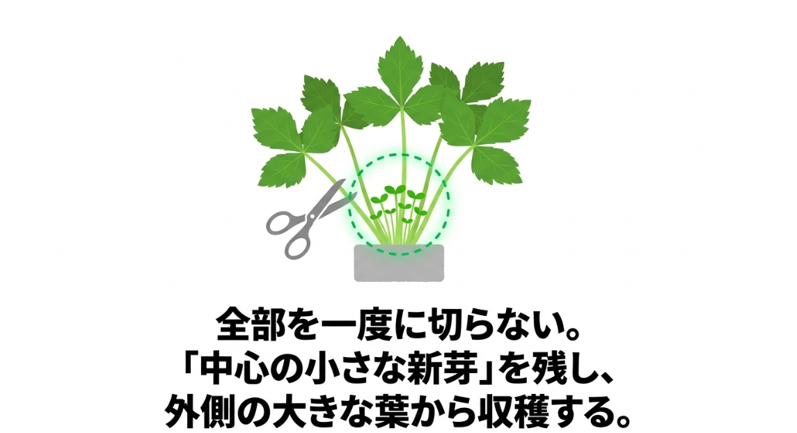 三つ葉の中心にある小さな新芽を残して外側の大きな葉から収穫する方法