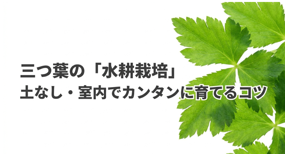 三つ葉の水耕栽培を土なしで室内で始めるコツ