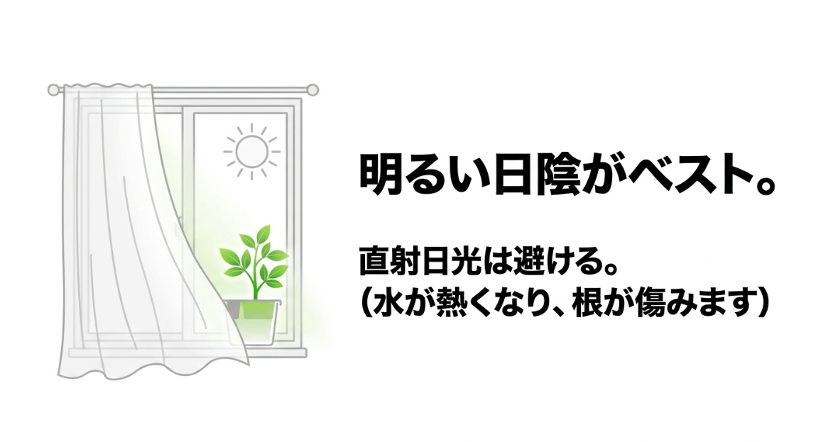 三つ葉の水耕栽培は直射日光を避けレースカーテン越しの明るい場所に置く