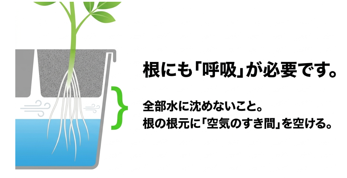 三つ葉の根をすべて水に沈めず根元に空気のすき間を残す水耕栽培の水位