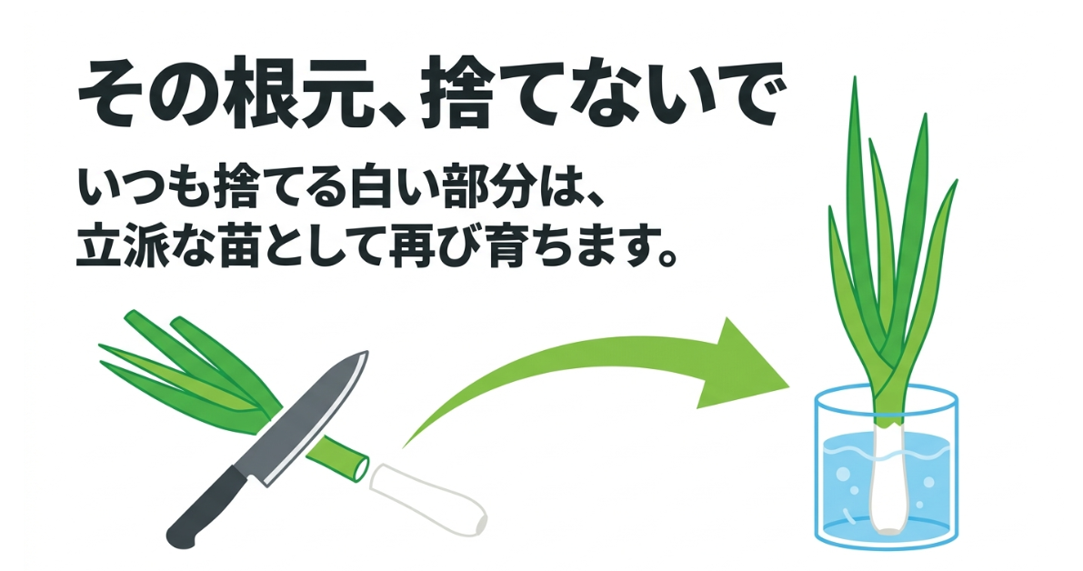 スーパーのネギの白い根元を水に浸けて再生栽培する方法