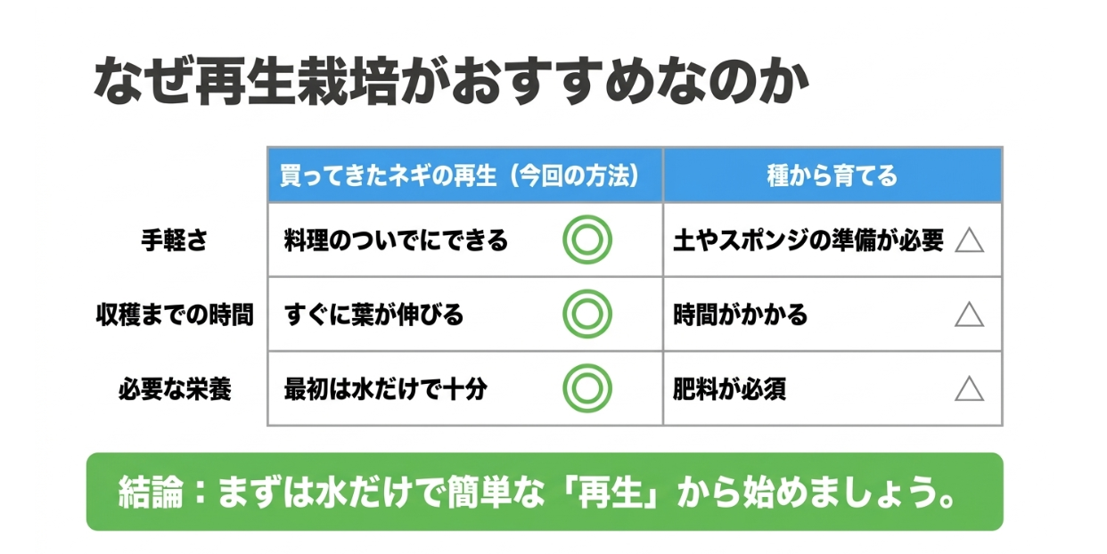 ネギの再生栽培と種から育てる水耕栽培を手軽さや肥料の必要性で比較