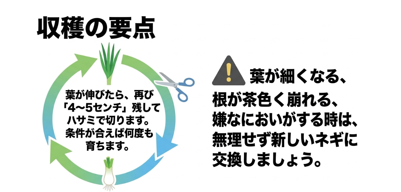 ネギの水耕栽培で4〜5cm残して収穫し株を交換するタイミング