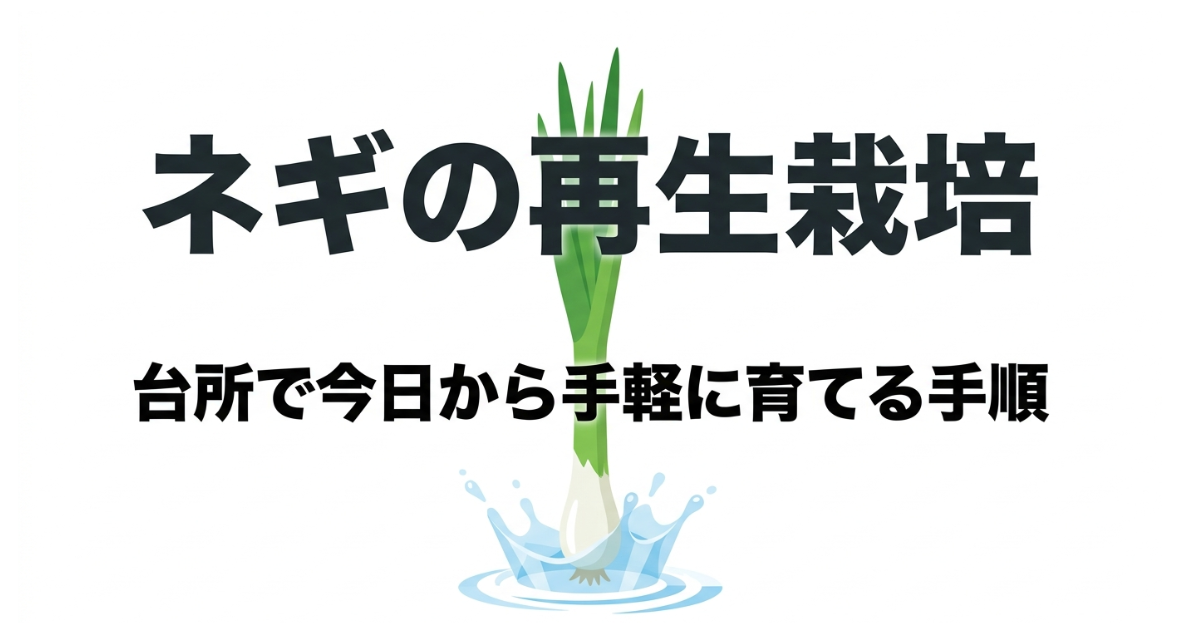 ネギの再生栽培を台所で手軽に始める方法