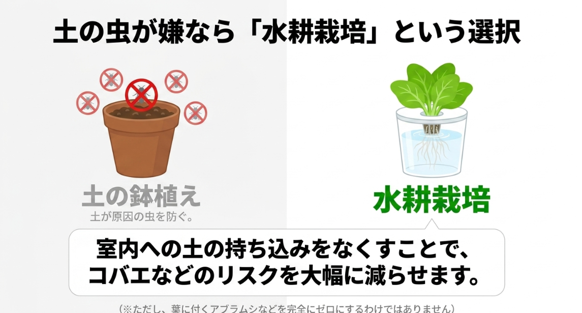 大葉を土の鉢植えから水耕栽培に変えて土由来の虫を減らす方法