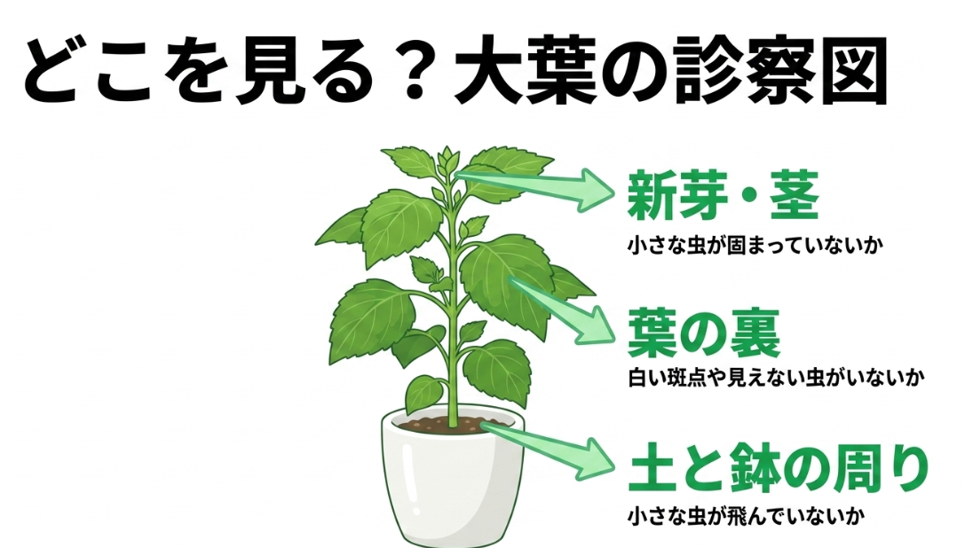大葉の新芽と茎、葉の裏、土と鉢の周りを確認する害虫チェックポイント