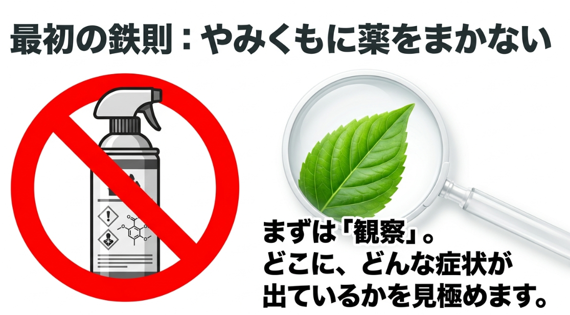 大葉に虫が出たときはすぐ薬を使わず葉や症状を観察することを示した図