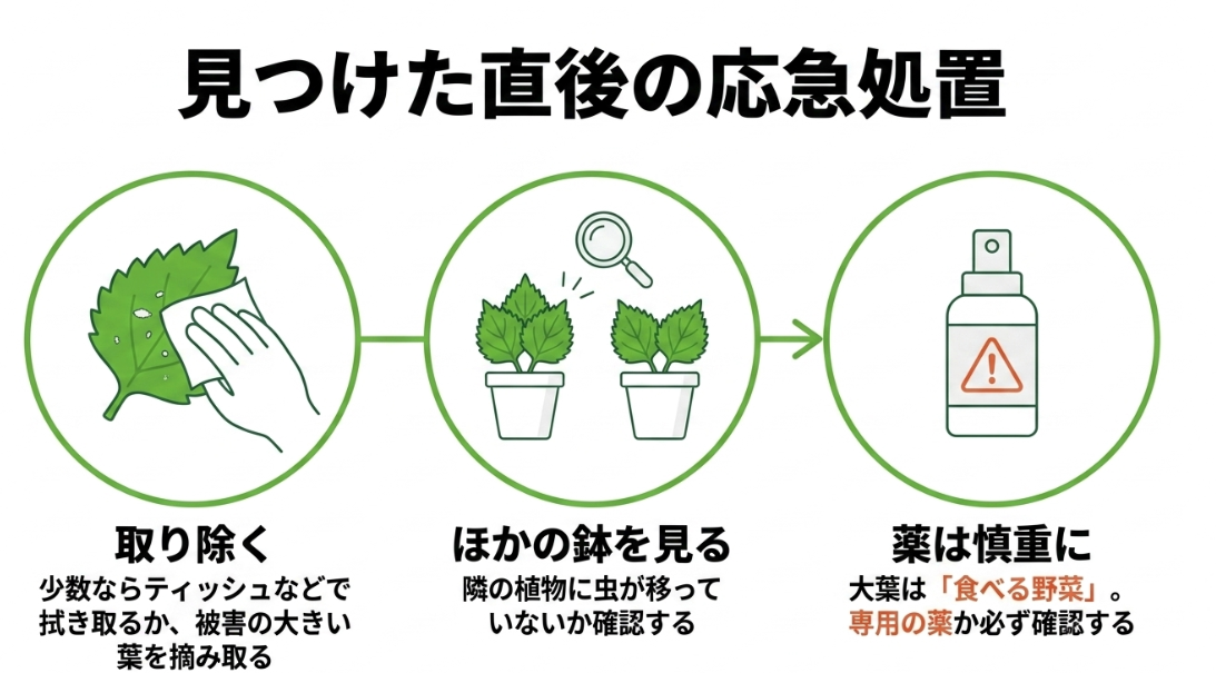 大葉の虫を見つけたら取り除く、ほかの鉢を確認する、薬剤を慎重に選ぶ応急処置