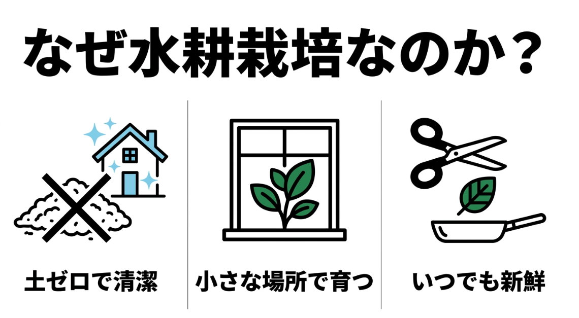 パセリの水耕栽培は土を使わず省スペースで新鮮な葉を収穫できるメリットを示した図