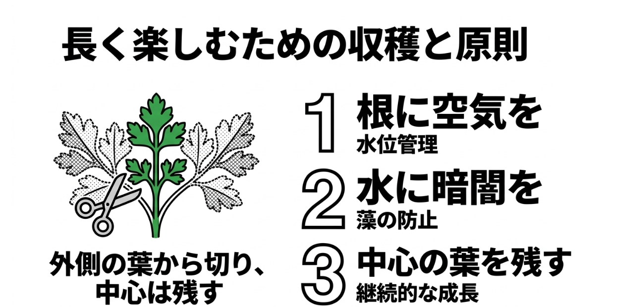 パセリを外側の葉から収穫して中心の葉を残し水位と遮光を管理するポイント