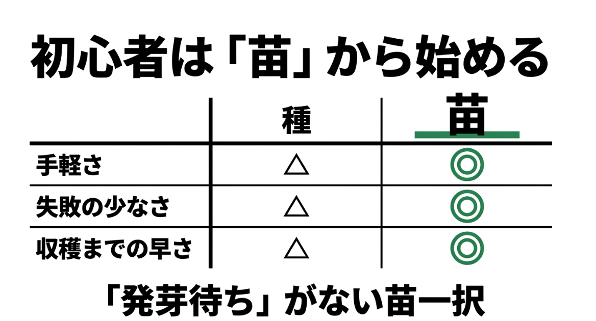 パセリの水耕栽培で種と苗を比較し初心者には苗がおすすめであることを示した表