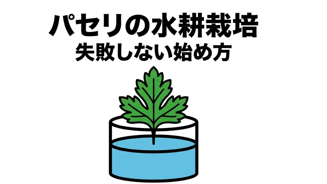 パセリの水耕栽培を失敗せず始める方法を示した初心者向けスライド