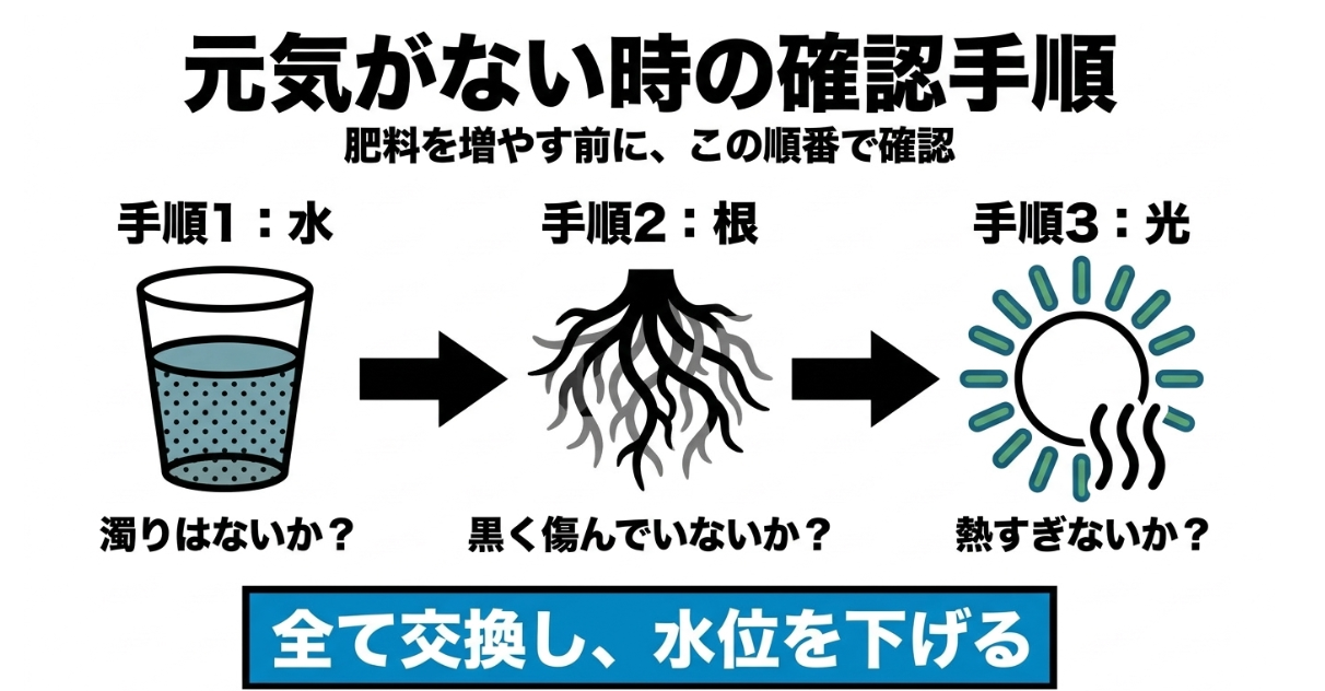パセリの水耕栽培で元気がないときに水、根、光の順で確認する手順