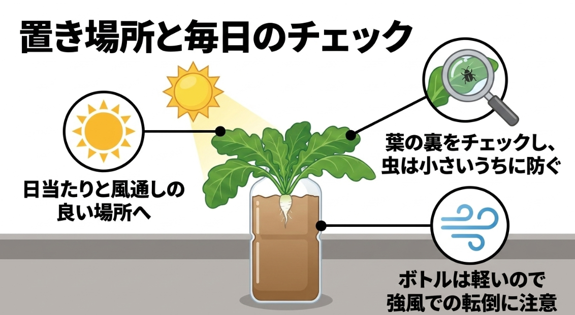 日当たりと風通し、葉裏の害虫確認、強風対策を示したペットボトル大根の管理ポイント