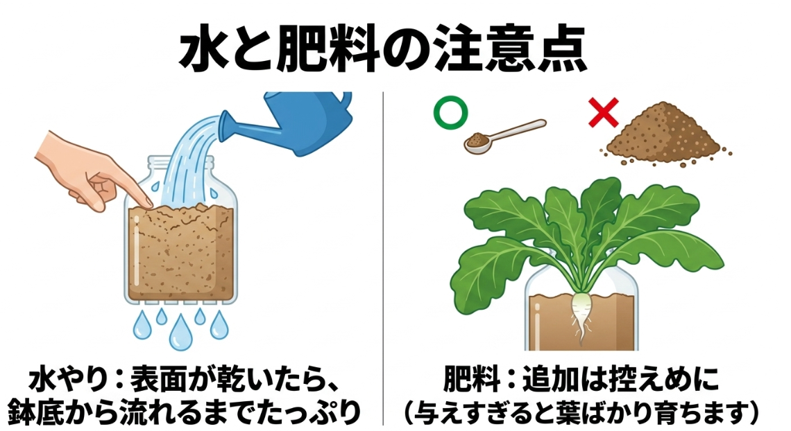 土の表面が乾いたらたっぷり水を与え肥料は与えすぎないペットボトル大根の管理方法