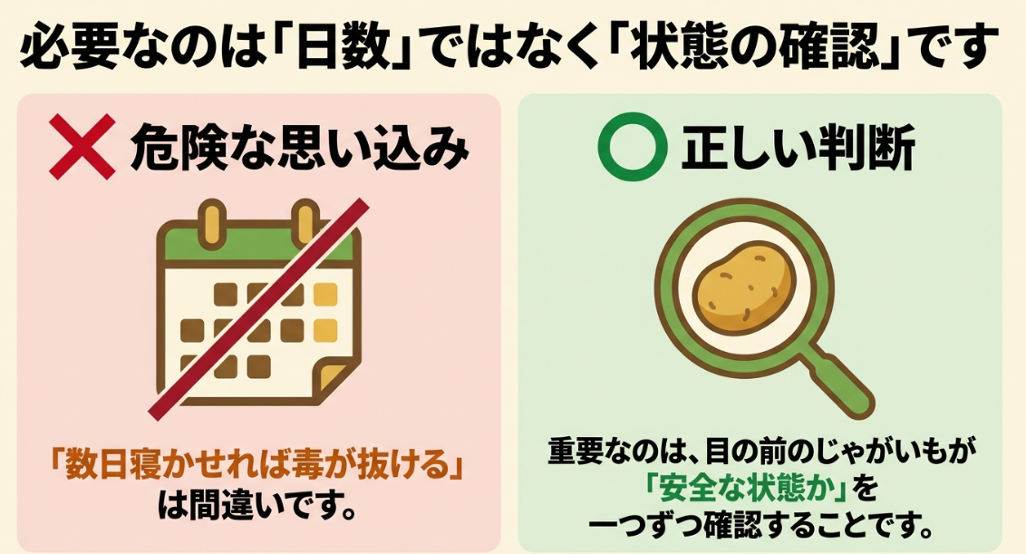 じゃがいもは収穫後の日数ではなく芽や緑化など安全な状態を確認することが重要という解説