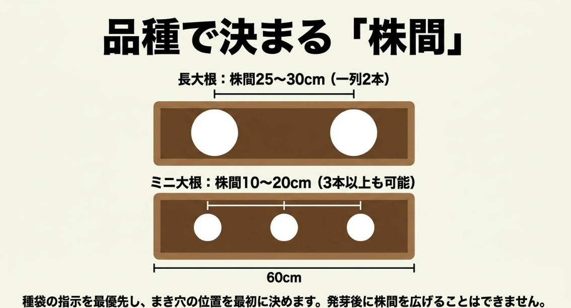 長大根とミニ大根の品種で決まる60cmプランターでの株間と配置の目安