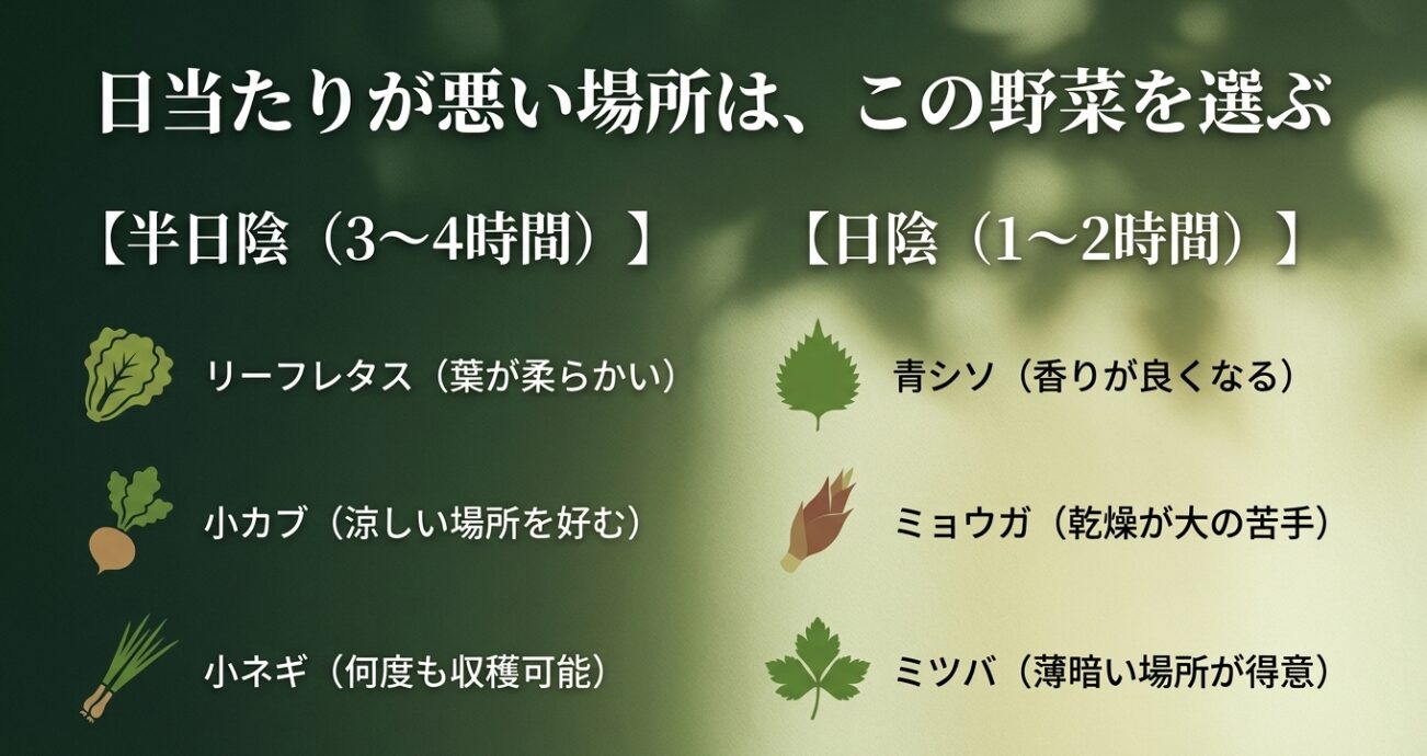 半日陰におすすめのリーフレタス・小カブ・小ネギ、日陰におすすめの青シソ・ミョウガ・ミツバを紹介するスライド