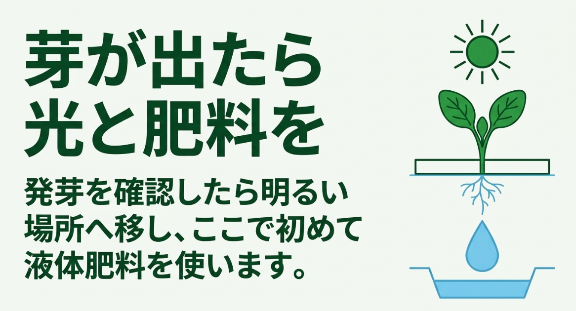 ほうれん草が発芽した後は明るい場所へ移し生育段階に合わせて液体肥料を使う