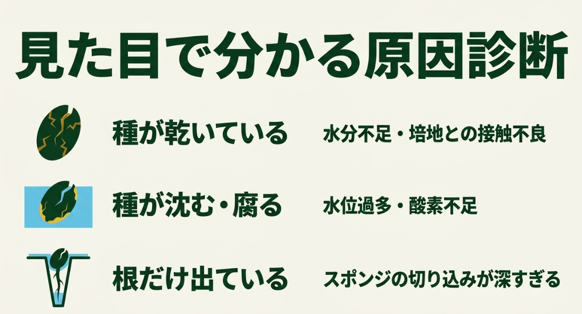 乾燥、水没、根だけ出ている状態からほうれん草が発芽しない原因を確認する図