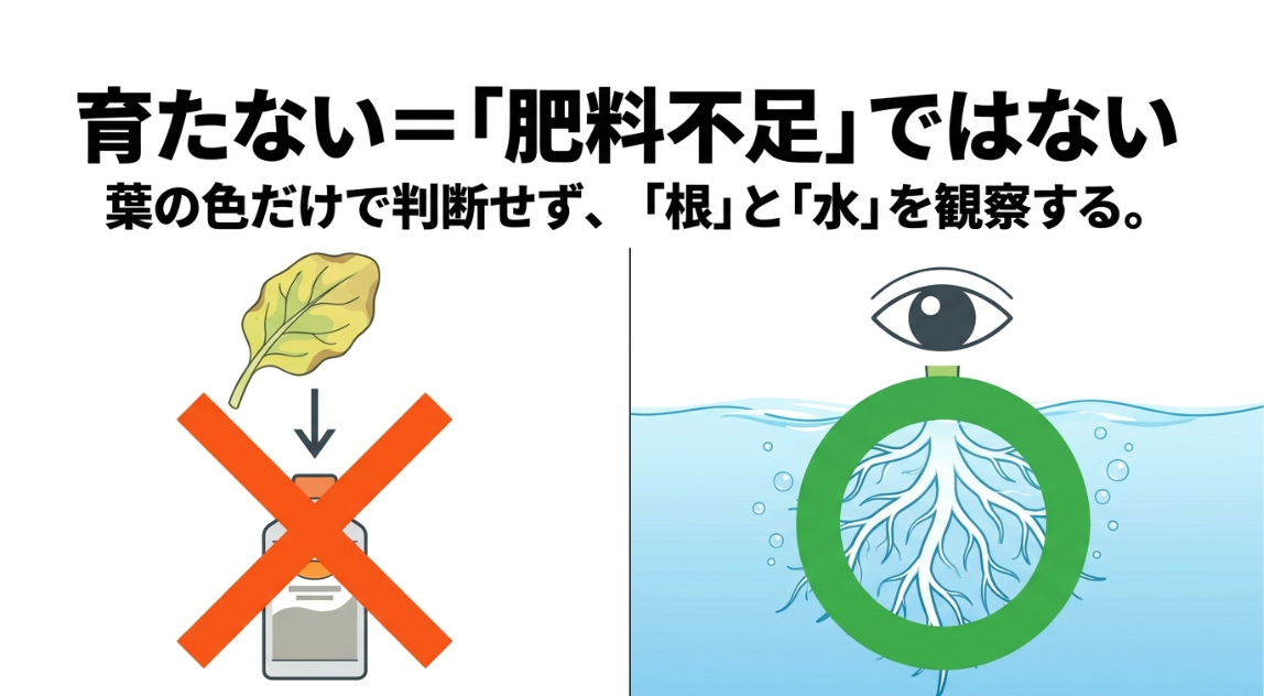 ほうれん草が育たないときに肥料不足と決めつけず根と水の状態を確認する説明図