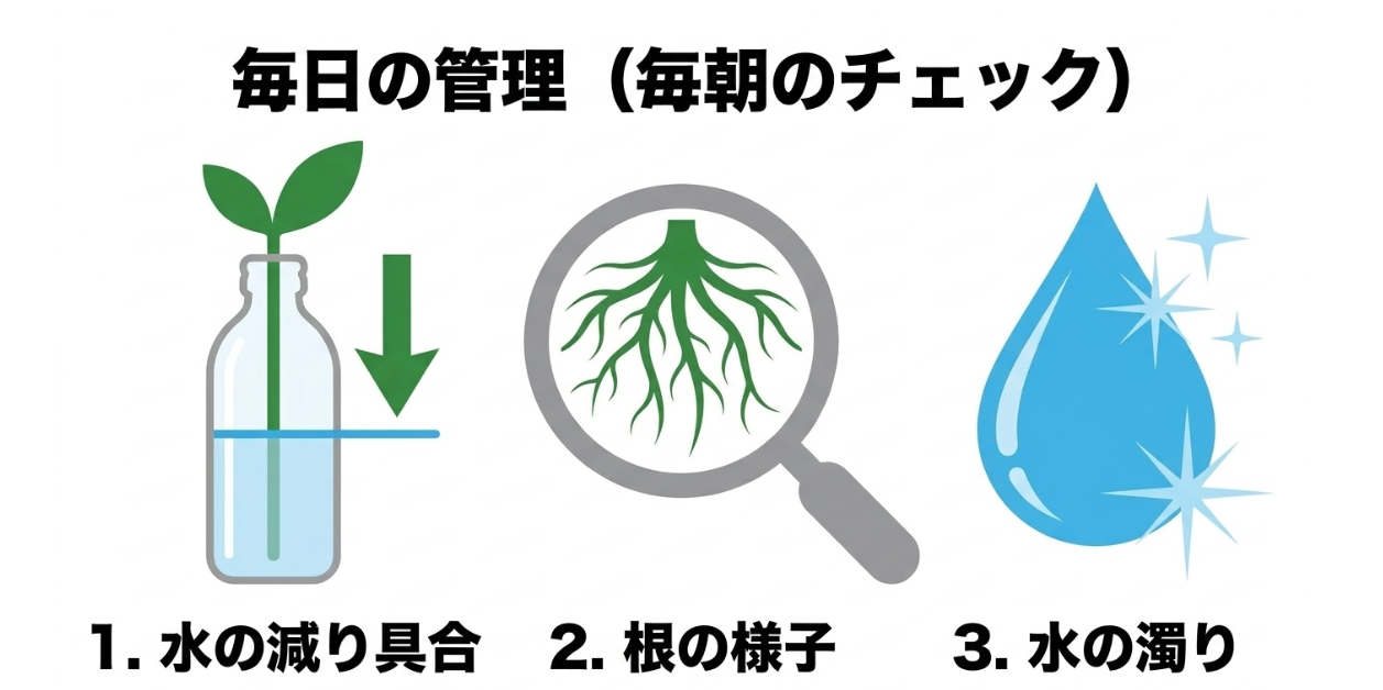 ペットボトル水耕栽培で毎朝確認する水位の減り根の状態と培養液の濁り