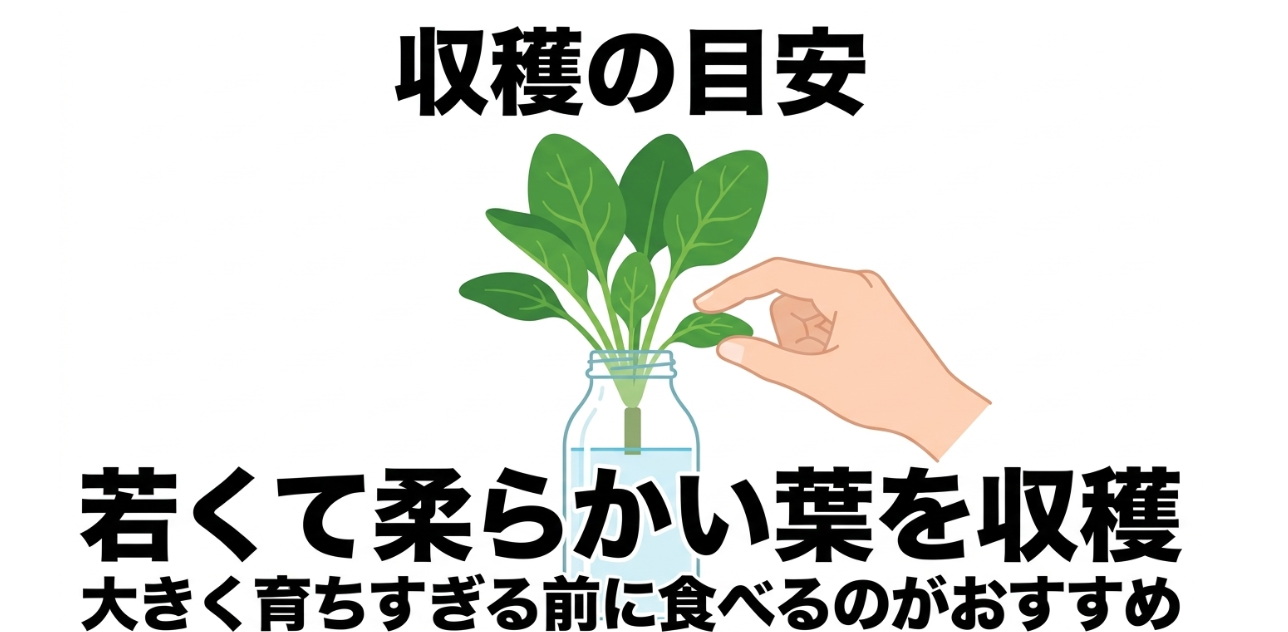 ペットボトル水耕栽培で若く柔らかいほうれん草の葉を収穫する目安