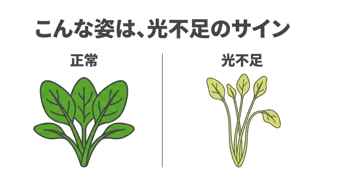 正常に育ったほうれん草と、光不足で茎が細く長く伸びたほうれん草を比較した図